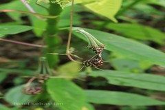 Ceropegia decaisneana